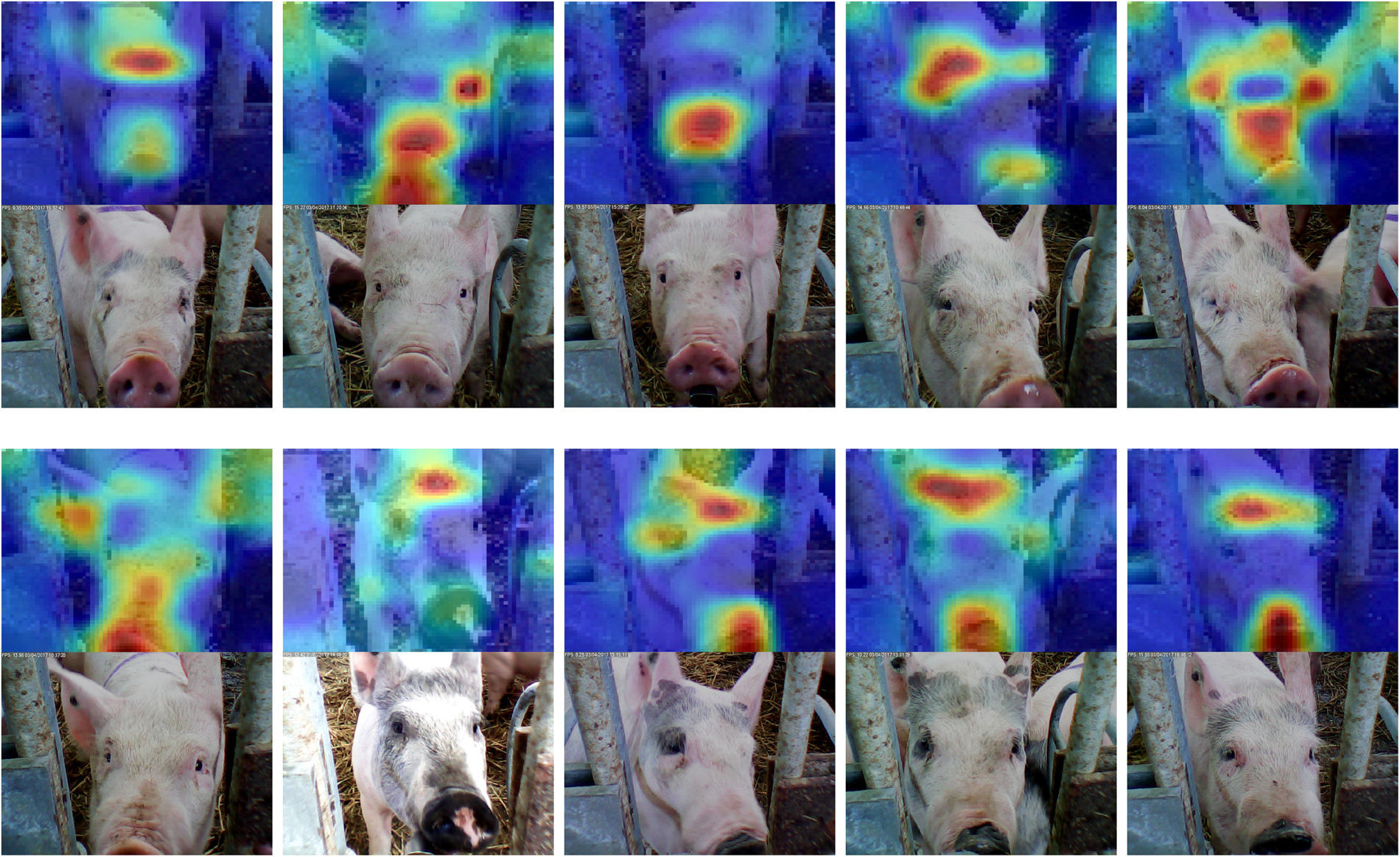 <p>Figure 6: Reconnaissance faciale appliqu&eacute;e au&nbsp;porc. Source: Hansen et al. 2018</p>
